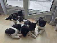 Amerikan akita yavru