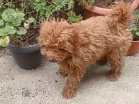 İzmir den Yavru Toy Poodle