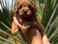 MALTİPOO YAVRULARIMIZ