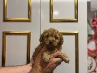 Orjinal Poodle Yavrular