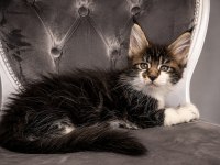 Üst kaliteli maine coon yavrular