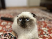 Scottish Fold Seal Point (3 Aylık Dişi)