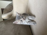 British Shorthair Silver