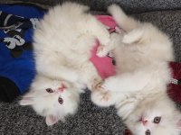 BRİTİSH LONGHAİR YAVRU KEDİLER