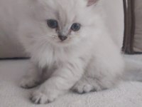 GÜZELLER GÜZELİ BLUE POİNT SCOTTİSH STRAİGHT ERKEK YAVRUMUZ