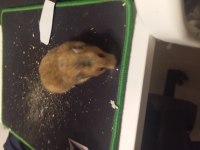 2 Buçuk 3 Aylık Suriye Hamster