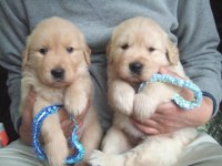 Küt Burun Golden Retriever Bebekler