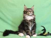 Dev Maine Coon Erkek Üst Kaliteli