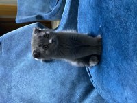 Scottish fold