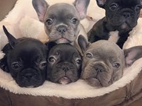 Show Kalite French Bulldog Yavruları EN İYİSİNİ ARAYANA