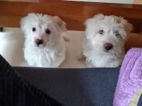 5 Aylık Dişi Maltese Terrier