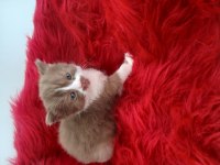 Çikolata british shorthair cinnemon bicolor ve fawn