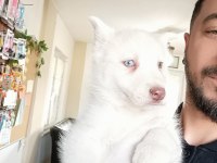 Beyaz husky yavrularımız a kalite