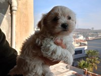 A kalite maltipoo yavrular