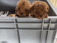A klass toy poodle yavrular