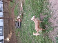 CHIHUAHUA (ŞİVAVA) DİŞİ YAVRU