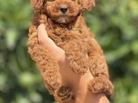 Toy poodle yavrularımız