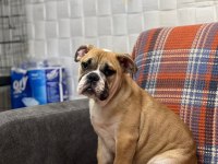 Erkek ingiliz bulldog artık yeni ailesine gitmeye hazır