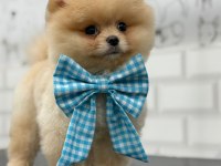 Safkan şecereli pomeranian boo yavrular