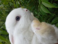 Sevimli mini lop tavşan yavrular