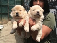 Mükemmel Chow Chow Yavrularım