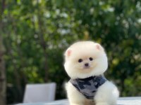 BİBLO GİBİ POMERANİAN BOO YAVRULARIMIZ