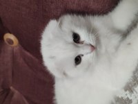 Aydın didim scottish fold beyaz kedimiz