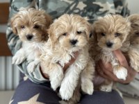 Ankaranın en seçkin tea cup kore maltipoo yavruları