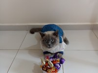 British shorthair blue point kedi sahiplendirilecektir