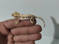 Crested ve Leopard Geckolar