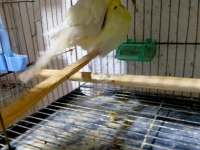 Mükemmel Muhabbet Kuşu Eşler