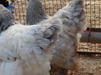 LİGHT BLUE BRAHMA KULUÇKALIK YUMURTA & CİVCİV