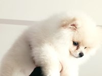 Pomeranian teacup 4 aylık