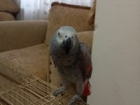 Red faktör jako papağanı