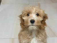 3 aylık erkek maltipoo