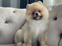 ERKEK 3 AYLIK POMERANİAN BOO