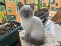 Erkek blue point cinsi erkek 3.5 aylık british shorthair