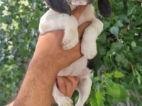 Orjinal beagle yavrular