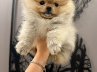 Teacup dişi teddy bear pomeranian