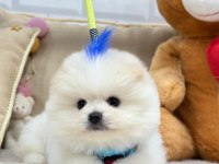 ÜST DÜZEY EFSANE POMERANİAN BOO