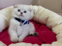 Scottish Fold Erkek Yavrumuza Yuva (Uyguna)