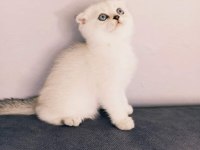 Scottish fold Yeni yuvalarını arıyor