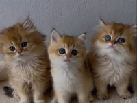 British Shorthair Ve Longhair Yavrular