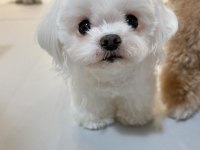 MALTESE YAVRULAR