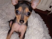 4 aylık minyatür pinscher