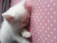 Exotic shorthair