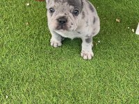 French bulldog