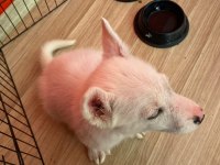 2,5 aylık gökyüzü mavisi oyuncu erkek husky