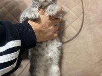Kayseri içi british shorthair sahiplendirme yapılacaktır