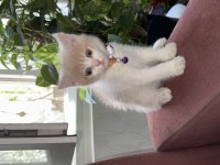 20 günlük scottish fold yavrular rezerve